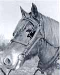 parade bridle